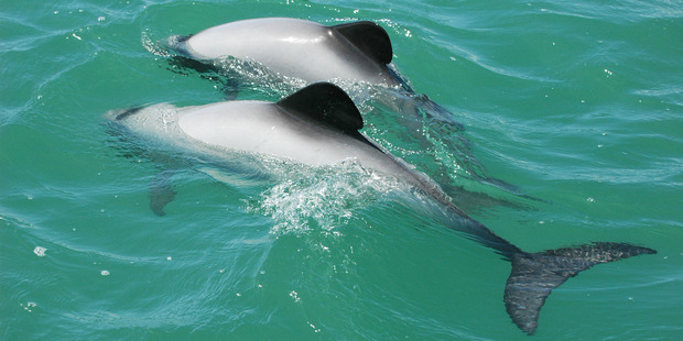 North Island Maui's dolphins. Photo / Department of Conservation