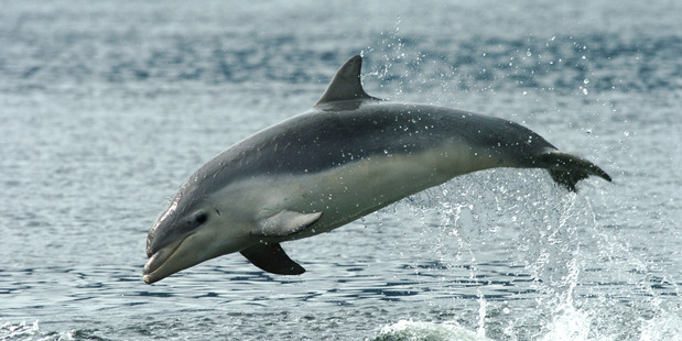 A young bottlenose dolphin in Doubtful Sound. Photo / Supplied
