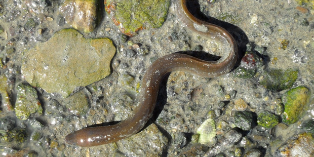 An eel like this had an adventure. Photo / Supplied