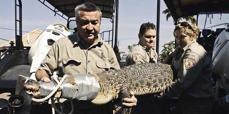 The Northern Territory Crocodile Management Unit in action. Photo / Supplied