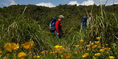 The sun shines hot and high as Tessa Marshall walks among the buttercups in a clearing. Photo / Amos Chapple