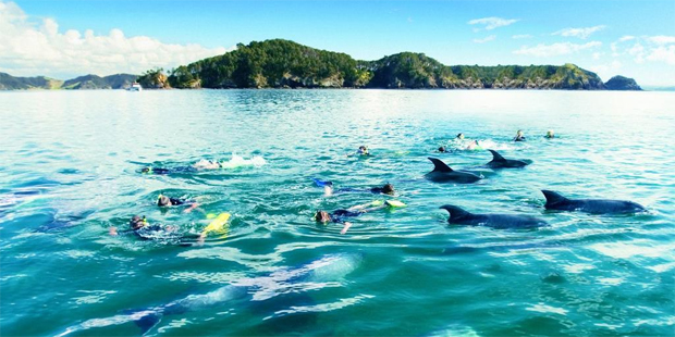 Keen swimmers are able to get in the water with the dolphins on the Fullers Great Sights Dolphin Cruise. Photo / Supplied