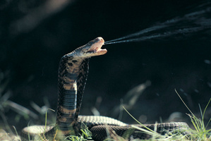 Snake venom could be used in the development of drugs for conditions like cancer or diabetes. Photo / Thinkstock