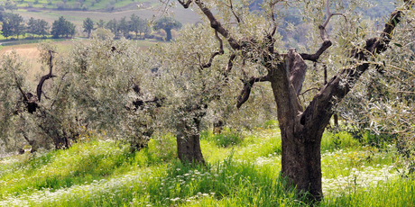 Helping to harvest olives in Tuscany is just one of the myriad options open to willing workers through the international Wwoof programme. Photo / Thinkstock