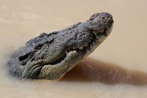 A saltwater crocodile. Photo / Thinkstock