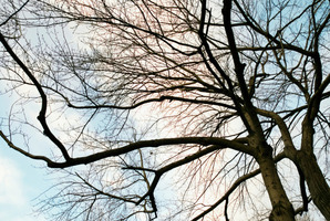 If tree limbs are posing a problem to power lines, phone Vector. Photo / Thinkstock