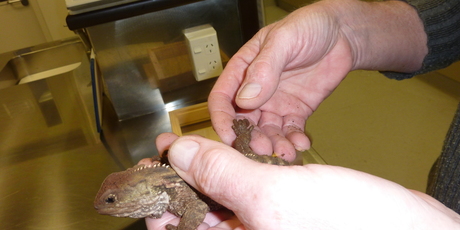 Two 21-month-old tuatara have now arrived at Kiwi North. Photo / Supplied