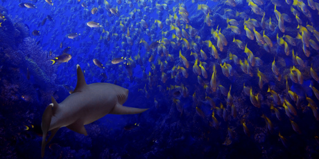 It will be compulsory to report accidental captures of the sharks during fishing operations. Photo / Thinkstock