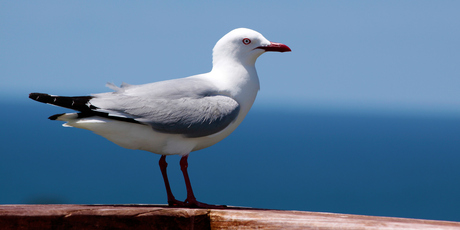 The birds appear to be getting braver. Photo / Thinkstock