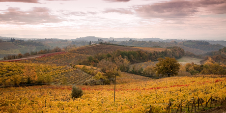 Castel Monastero is surrounded by olive groves and vineyards. Photo / Thinkstock