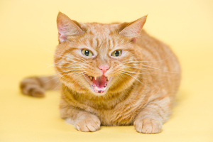 The cat didn't enjoy travelling in a banana box and escaped. Mr Temperton told the court he had joked he would toss it out the window. Photo / Thinkstock