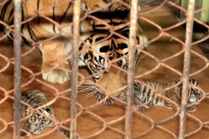 Newly born cubs lie inside a cage with their mother at the Taman Rimba zoo in Jambi. Photo / AFP