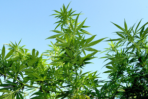 Dozens of cannabis plants were discovered during drug raids in the Western bay of Plenty. File photo / NZ Herald