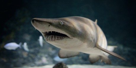 One claimant said they were out on the water fishing and "a shark bit my middle finger." Photo / Kelly Tarltons