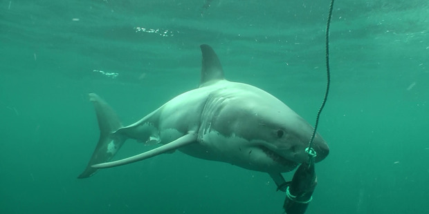 The Unnamed great white shark at Chesterfield Reef. Photo / Clinton Duffy/DoC