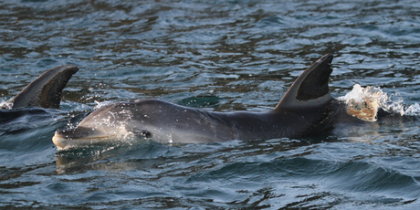 The injured mammal may have a damaged spine. Photo / Sarah Dwyer
