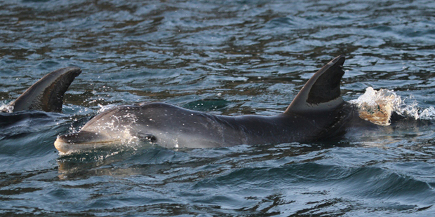 The injured mammal may have a damaged spine. Photo / Sarah Dwyer
