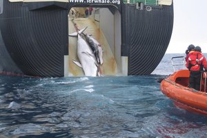 Two whales are hauled aboard the factory ship Nisshin Maru. Photo / Australian Custom Service