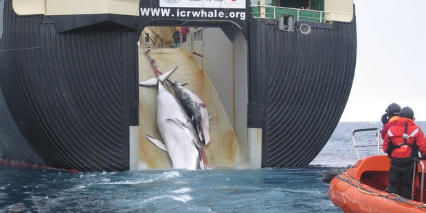 Two whales are hauled aboard the factory ship Nisshin Maru. Photo / Australian Custom Service