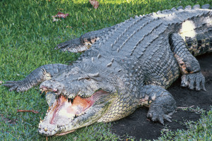 Queensland locals are angry over the state government's regulation of crocodiles. Photo / File
