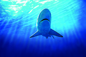 This year the Government is reviewing the national plan of action on sharks. Photo / Supplied