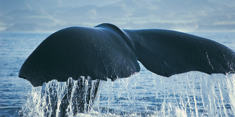 Ngai Tahu's stake in Whale Watch Kaikoura gave an 11 per cent return in the year to June 2012. Photo / Supplied