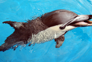 Kelly the dolphin at Marineland in Napier. Photo / File / Glenn Taylor