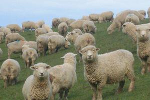 Thousands of sheep were reportedly killed in Pakistan. Photo / File