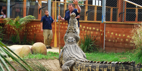 Given the chance a crocodile will bite the hand that feeds it, believes Brian Copland. Photo / Supplied