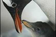 A gentoo penguin feeds her babies at Kelly Tarlton's. Photo / Glenn Jeffrey A gentoo penguin feeds her babies at Kelly Tarlton's. Photo / Glenn Jeffrey