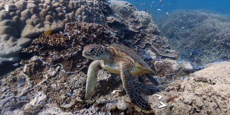 A shot from the Google Map of Heron Island Resort, Queensland. Image / Google Maps