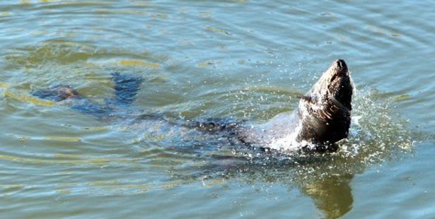 The seal appeared in Karamu Stream near Whakatu yesterday, taking a relaxing break from its usual sea environment. Photo / Glenn Taylor