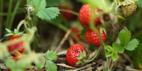 You should only grow young strawberry plants - and replace after three seasons. Photo / Thinkstock