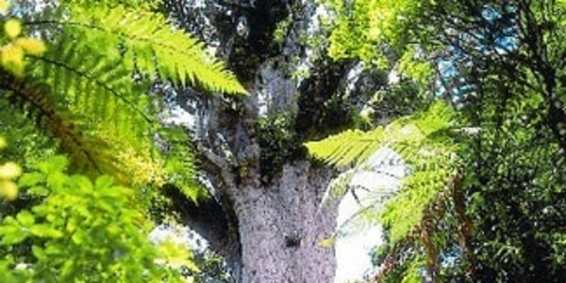 The majestic Tane Mahuta is best visited at night and with a local guide. Photo / Supplied
