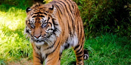 Rokan the Sumatran tiger at Wellington Zoo. Photo / Supplied