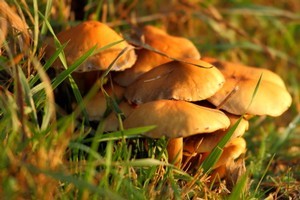 Photo / Thinkstock