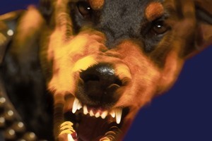 SPCA executive director Bob Kerridge says breeding strong, unpredictable and aggressive dogs will cause "problems". Photo / Thinkstock
