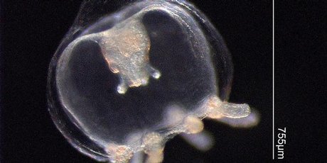 Hydromedusa from the Pacific are tiny jellyfish are invisible in the ocean. Photo / Supplied