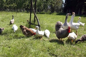There are many injury risks when working a farm or a lifestyle block. Photo / APN