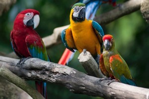 Colourful parrots at Singapore's Jurong Bird Park. Photo / Thinkstock