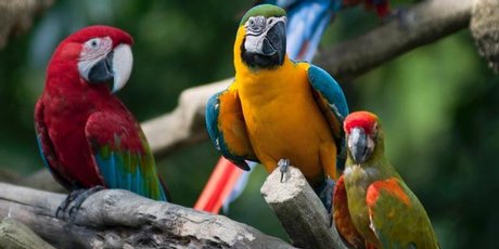 Colourful parrots at Singapore's Jurong Bird Park. Photo / Thinkstock
