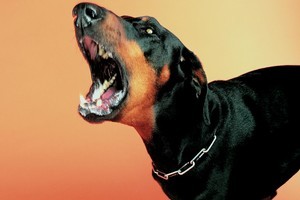 Nearly 12,000 people suffered from dog bites last year. Photo / Thinkstock
