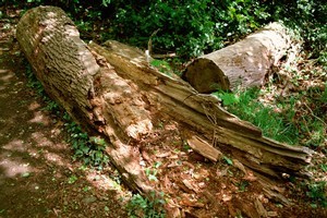 A rotten tree has fallen and killed a man in Wharerata forest. Photo / Thinkstock