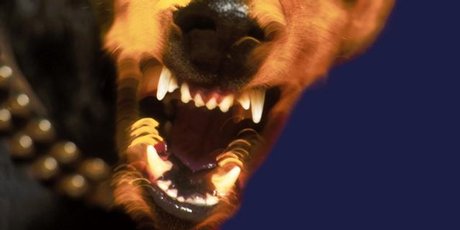11,708 people made $2.4m in claims to ACC after needing medical attention following a dog attack last year. Photo / Thinkstock