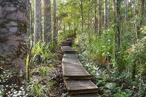 The Waitakere Ranges have an extensive network of walking and tramping tracks, as well as dozens of lookout points. Photo / Jim Eagles