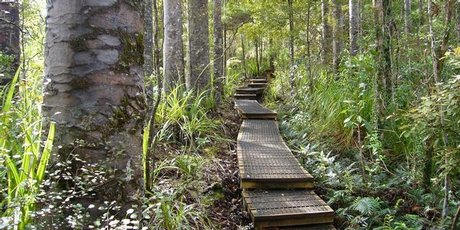 The Waitakere Ranges have an extensive network of walking and tramping tracks, as well as dozens of lookout points. Photo / Jim Eagles