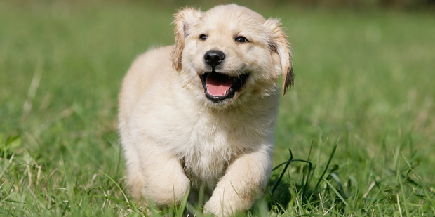Kawaii! Photo / Thinkstock