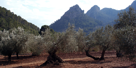 An olive grove in mountainous, northern Mallorca. Photo / Thinkstock