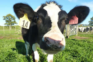 AgResearch scientists have bred Daisy, the first cow in the world to produce high protein milk that may be hypo-allergenic. Photo / Supplied