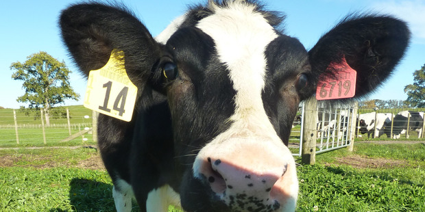 AgResearch scientists have bred Daisy, the first cow in the world to produce high protein milk that may be hypo-allergenic. Photo / Supplied